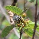 صورة Meromacrus zonatus (Loew 1866)