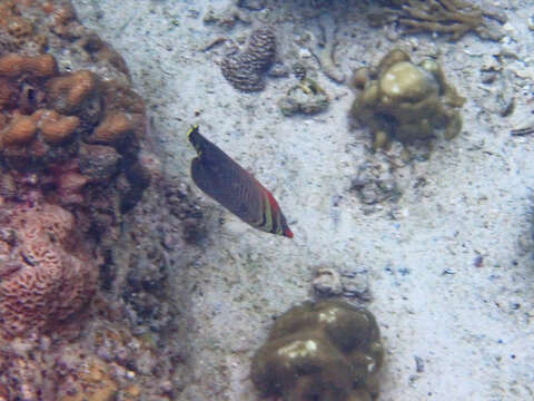 Image of Herringbone Butterflyfish