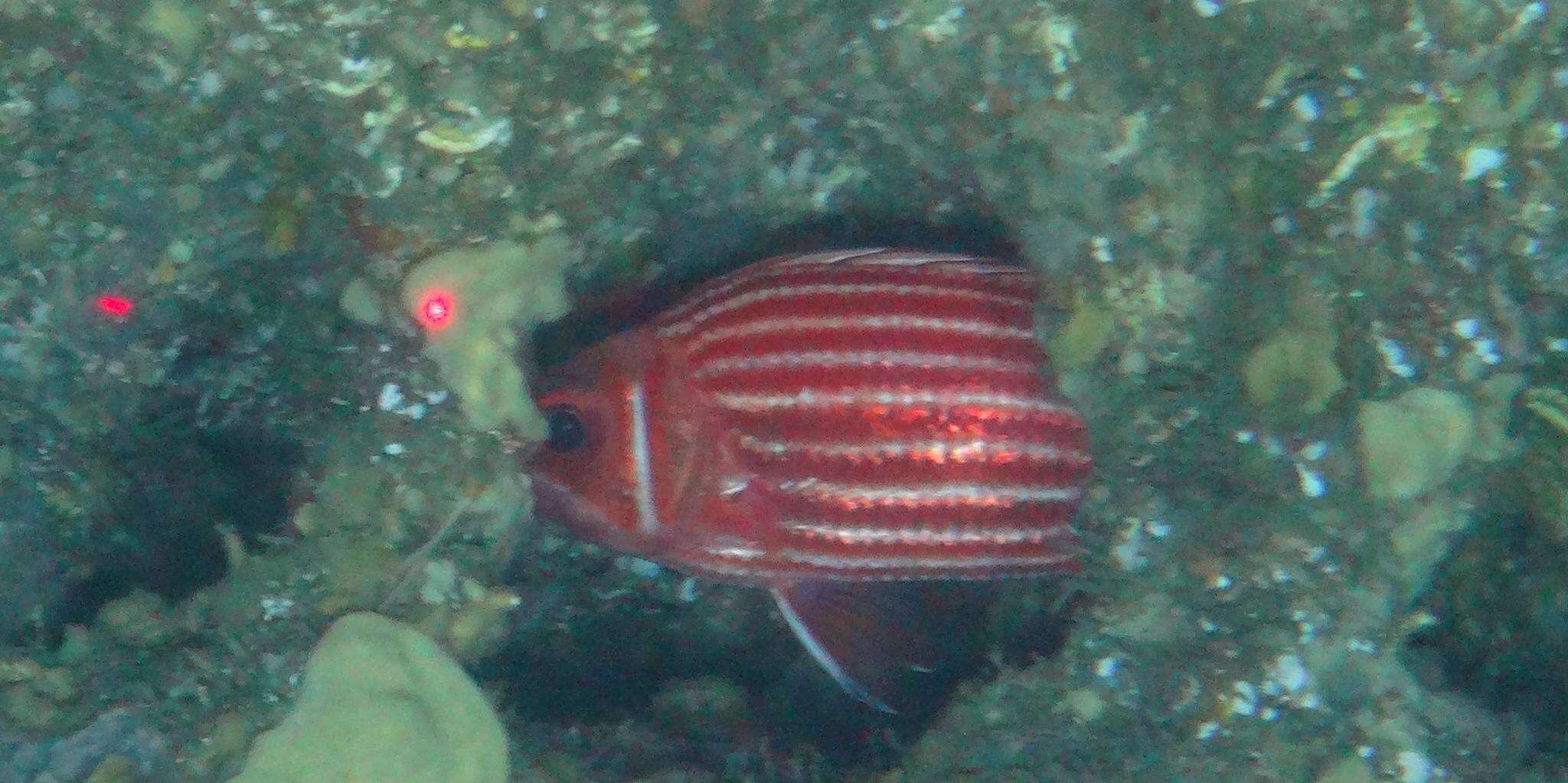 Image of Crown Squirrelfish