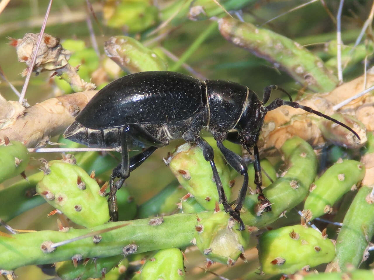 Image of Long-horned beetle