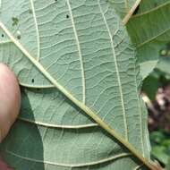 Image of Alnus acuminata subsp. glabrata (Fernald) Furlow