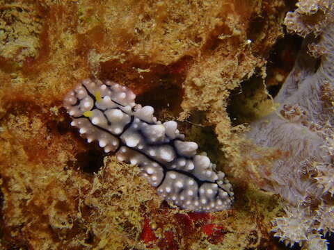 Image of Lumpy black grey orange slug