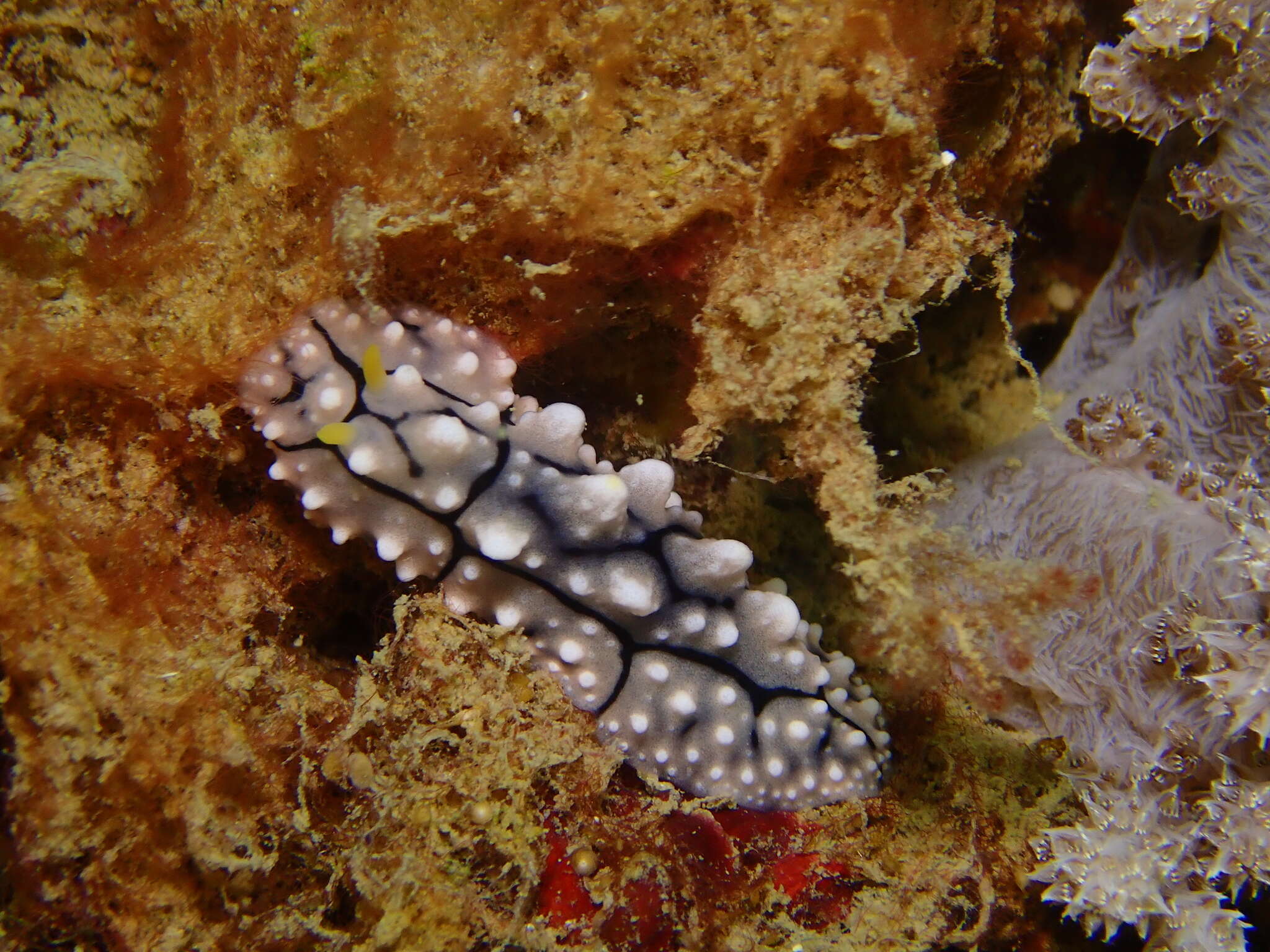 Image of Lumpy black grey orange slug