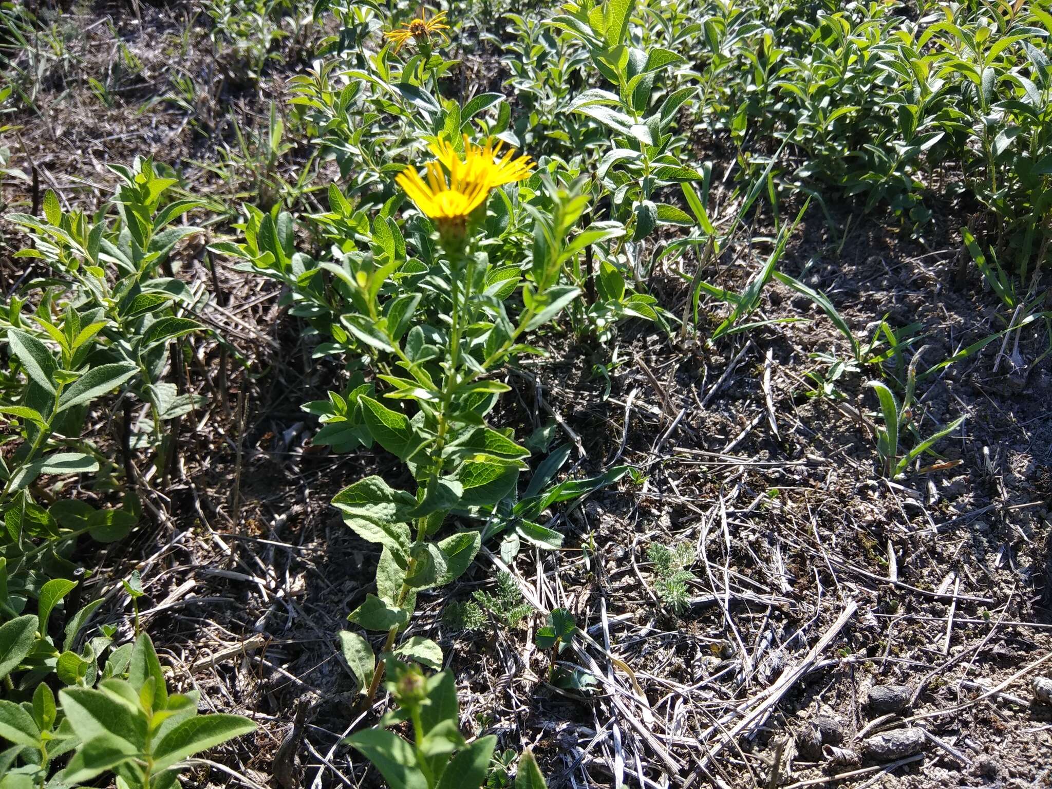 Plancia ëd Pentanema asperum (Poir.)