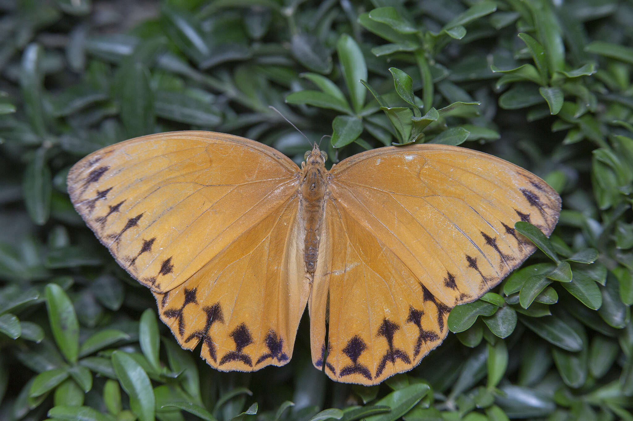 Image of Stichophthalma howqua Westwood 1851