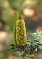 Image of golden stalk banksia