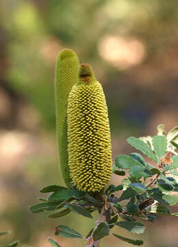 Image of Banksia media R. Br.