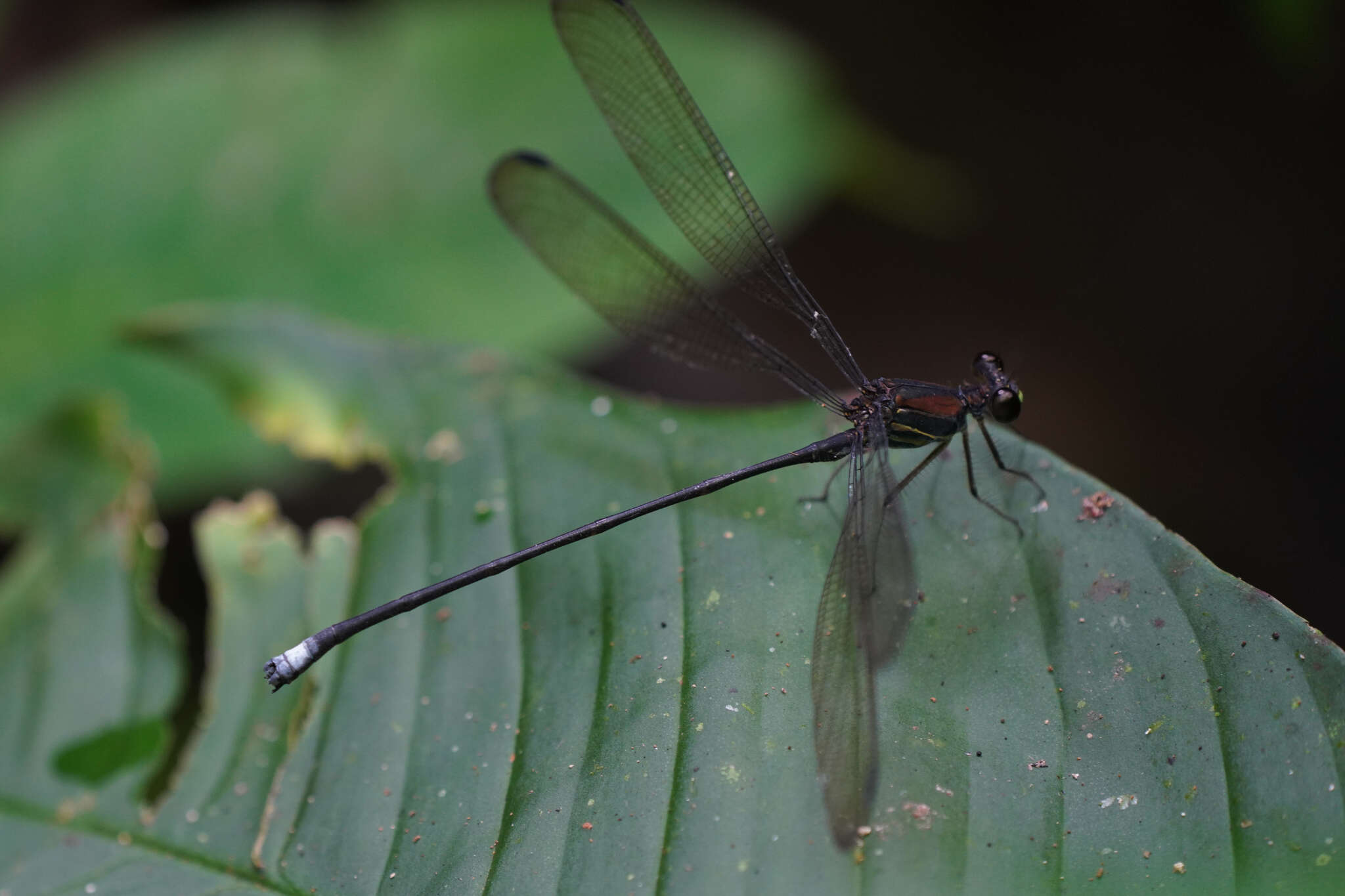 Image of Philogenia augusti Calvert 1924