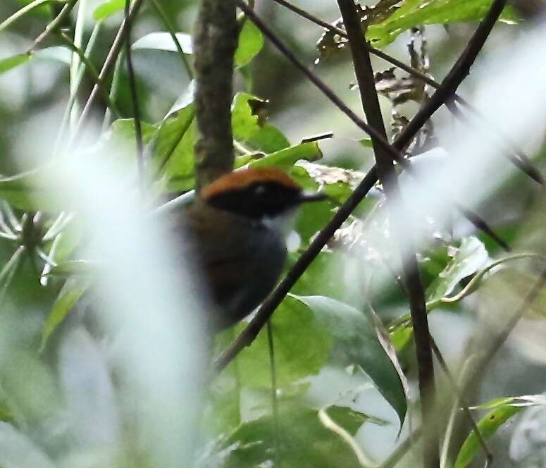 Image of Black-cheeked Gnateater