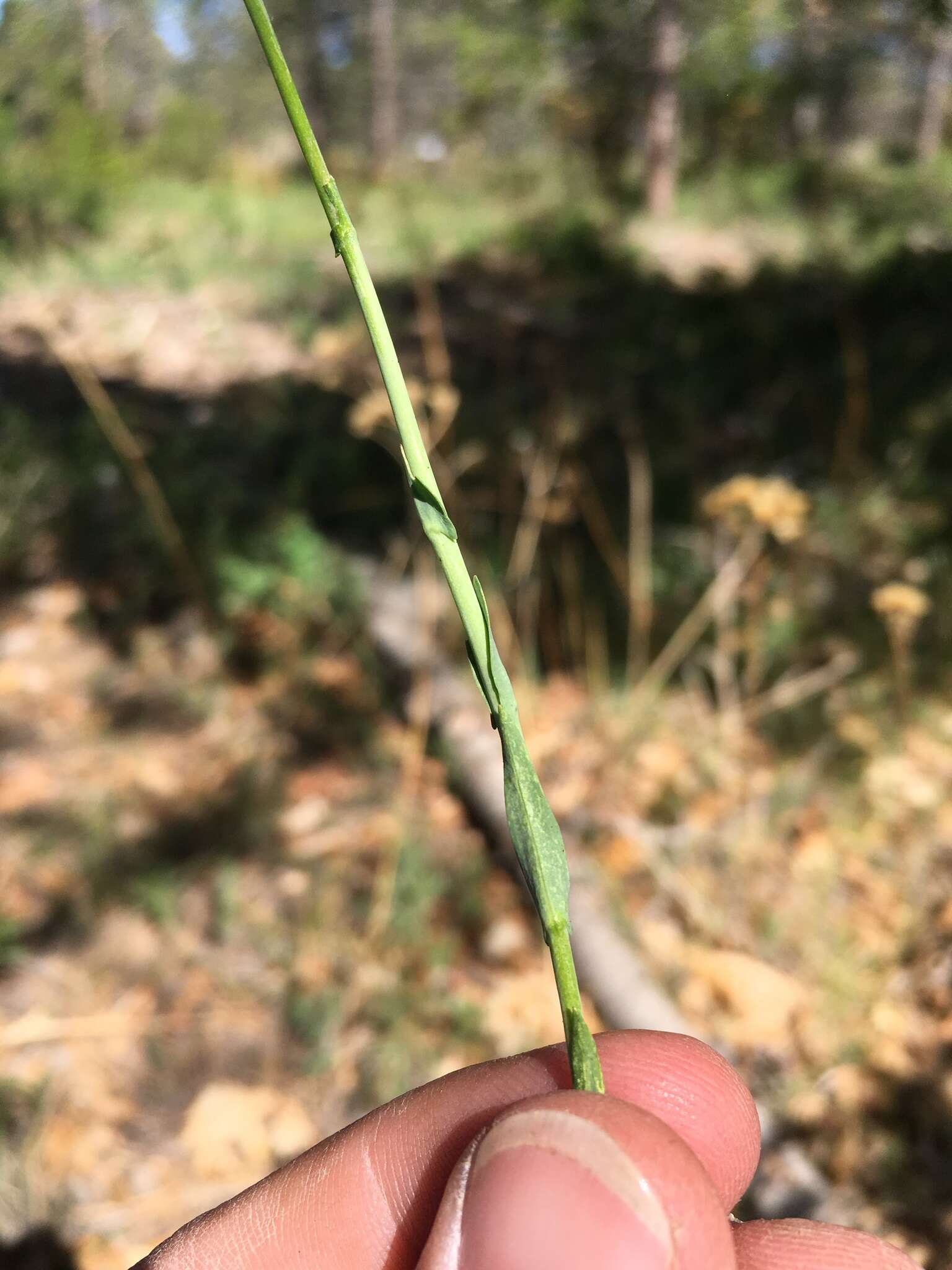 Image of Canadian Rockcress