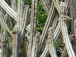 Imagem de Pilosocereus ulei (K. Schum.) Byles & G. D. Rowley