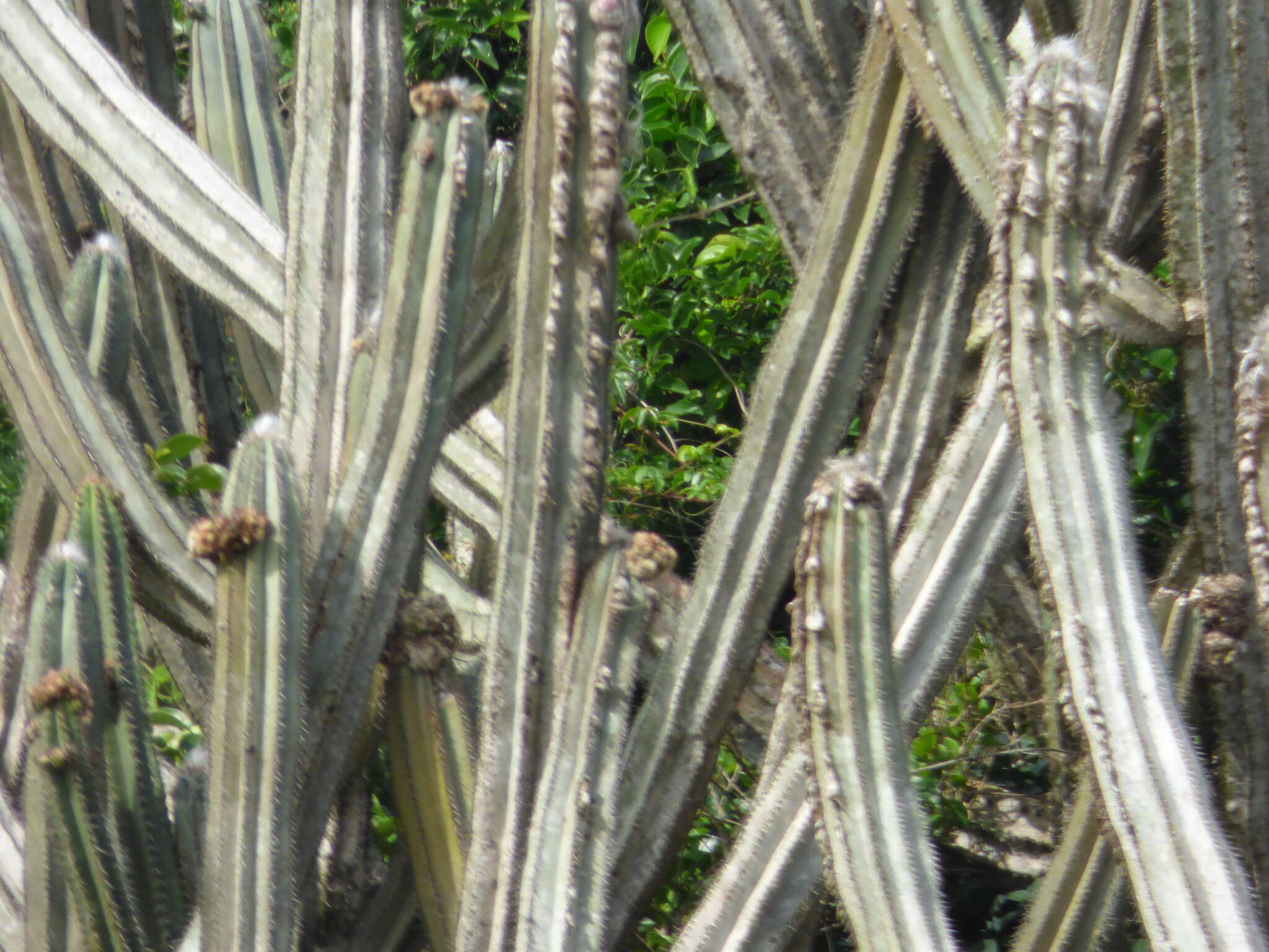 Imagem de Pilosocereus ulei (K. Schum.) Byles & G. D. Rowley