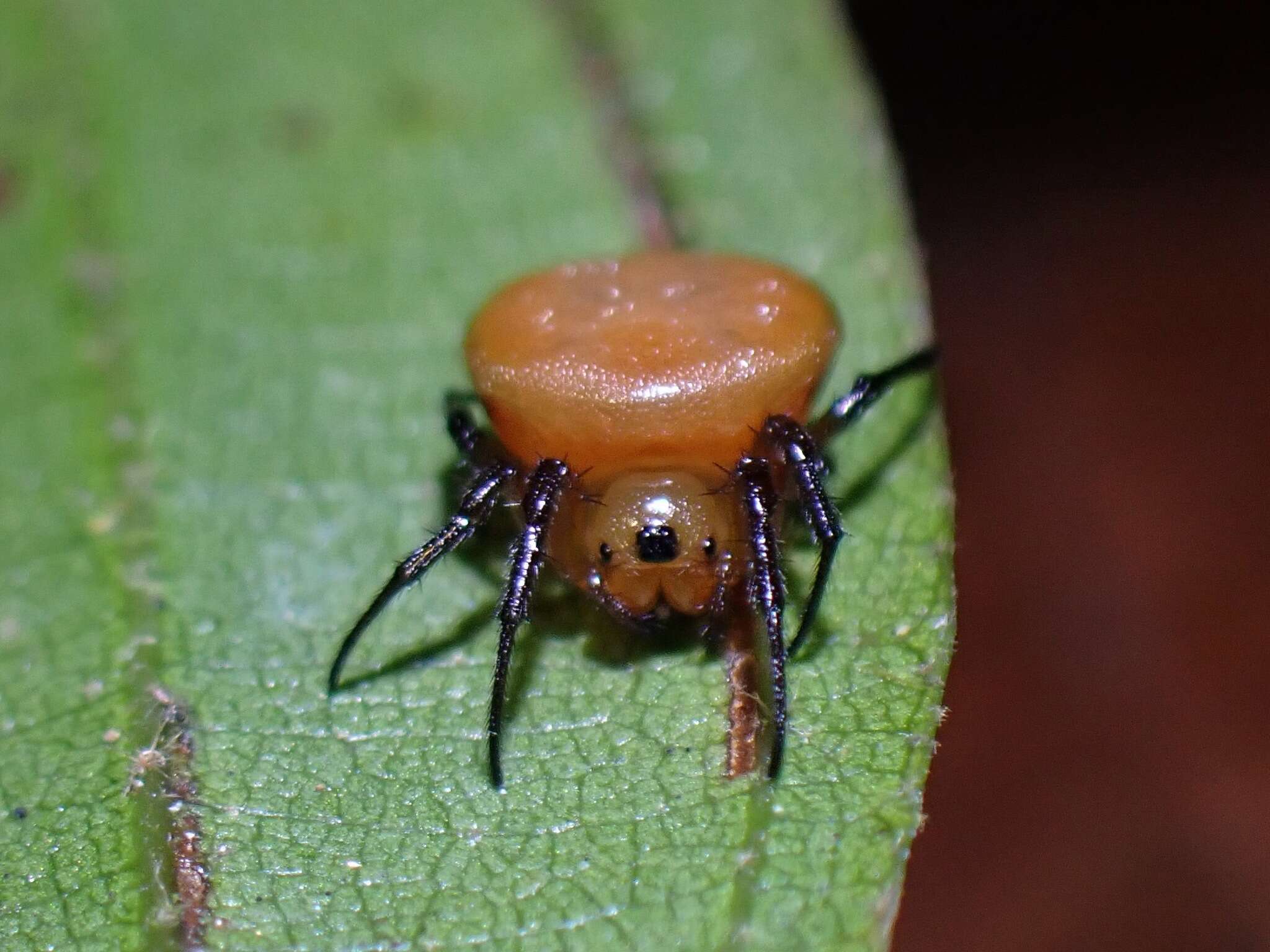 Image of Anepsion depressum (Thorell 1877)