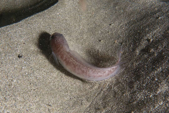 Image of Northern bastard codling