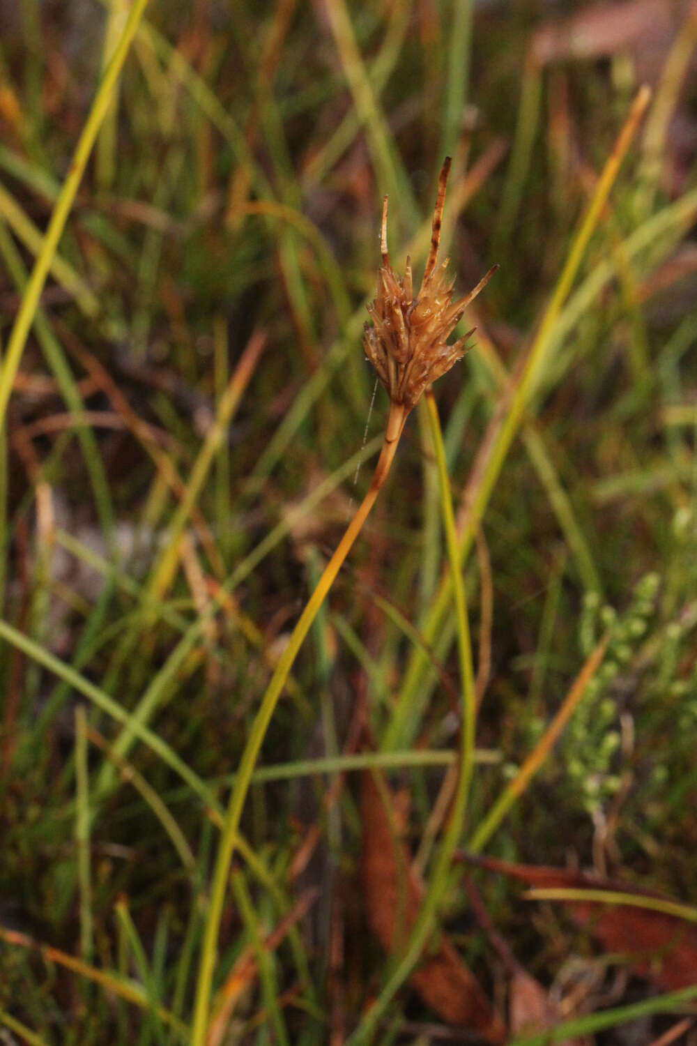 Image of Carpha alpina R. Br.