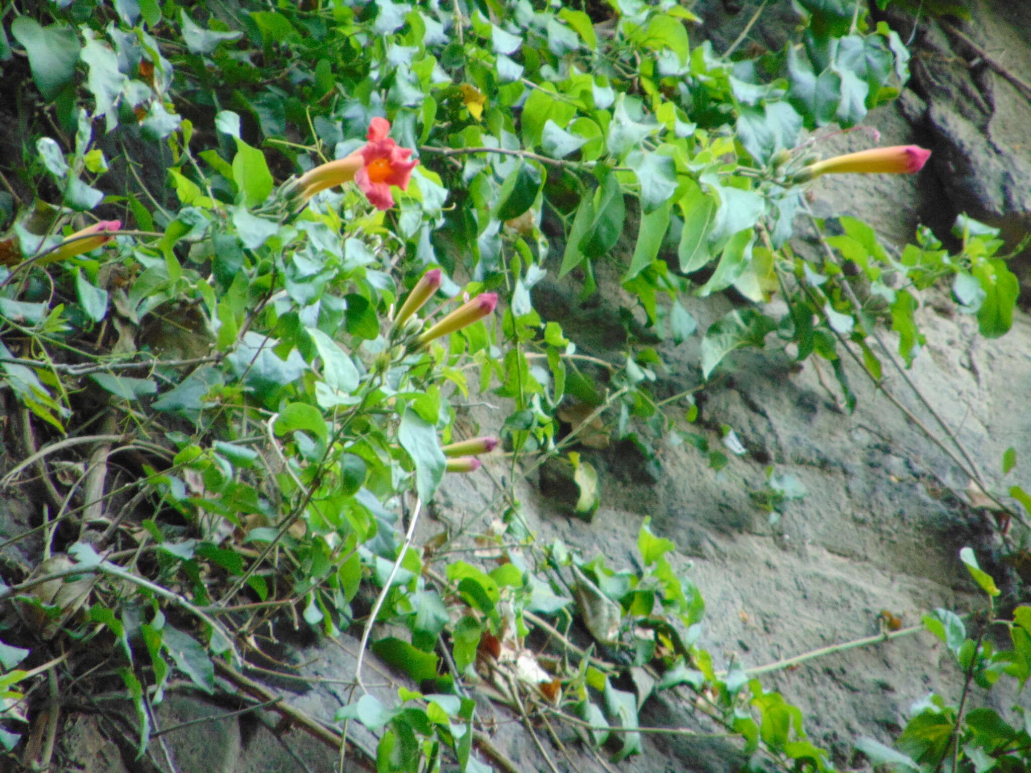 Image of Mexican blood-trumpet