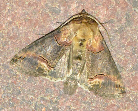 صورة Abrostola triplasia Linnaeus 1758