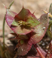 Mucronea perfoliata (A. Gray) A. Heller的圖片