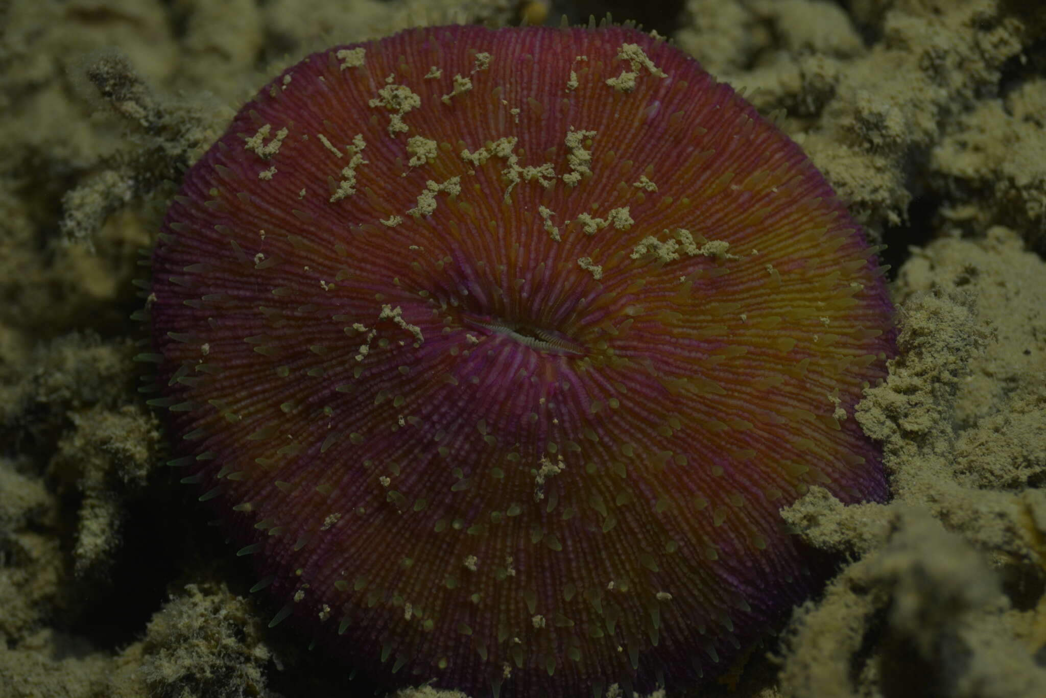 Image of Common Mushroom Coral