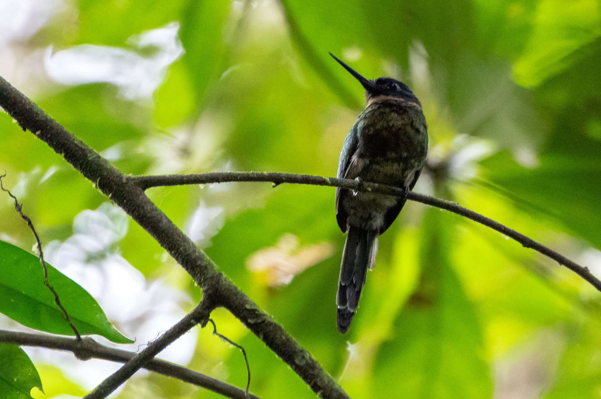 Image of Purplish Jacamar