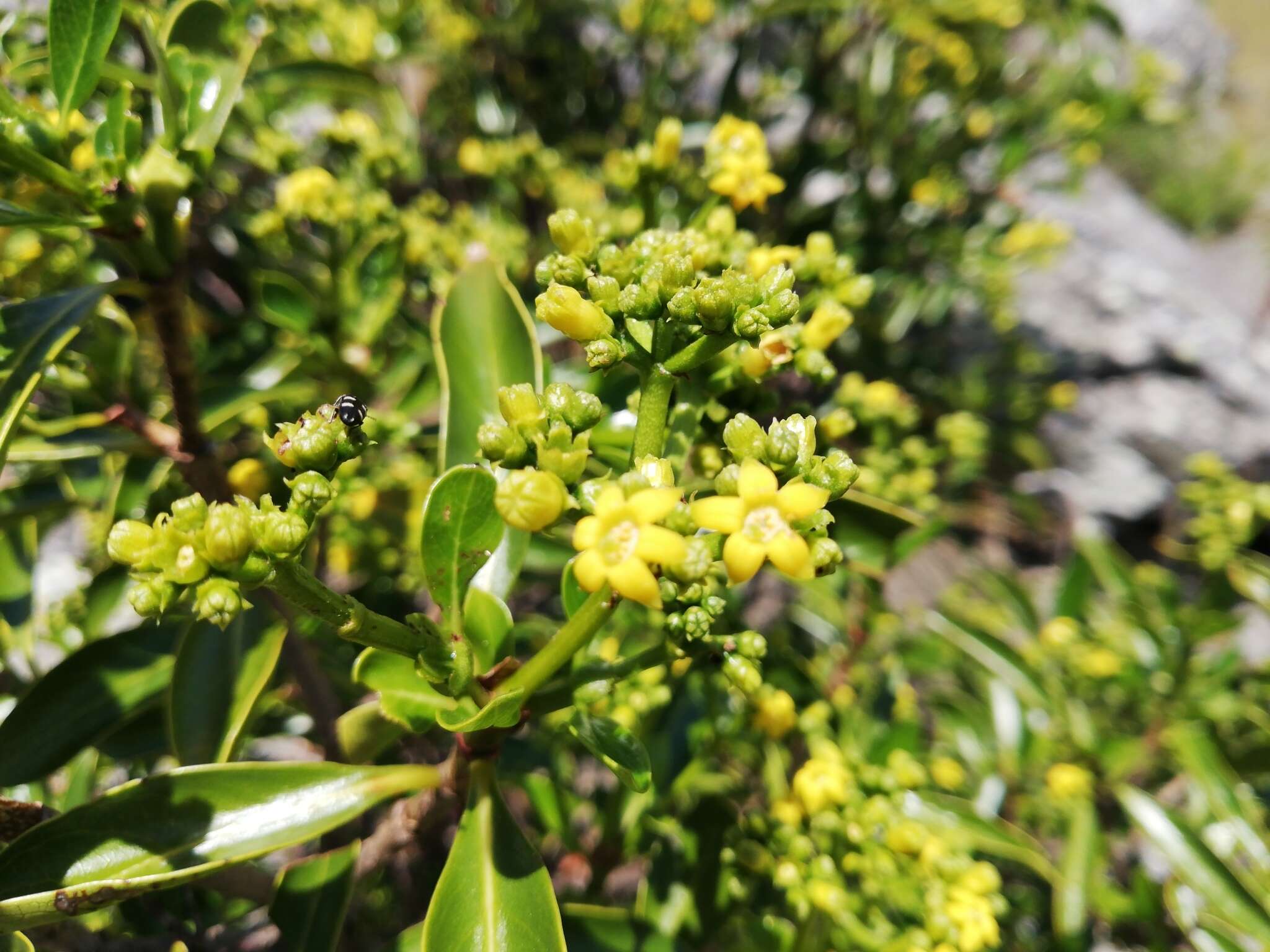 Image of Psychotria isalensis (Bremek.) A. P. Davis & Govaerts