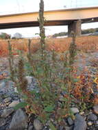 Image of redroot amaranth