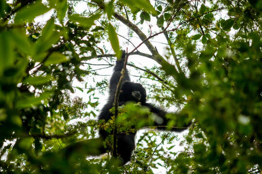 Image of siamang