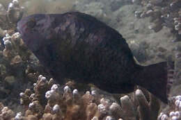 Image of Bucktooth Parrotfish