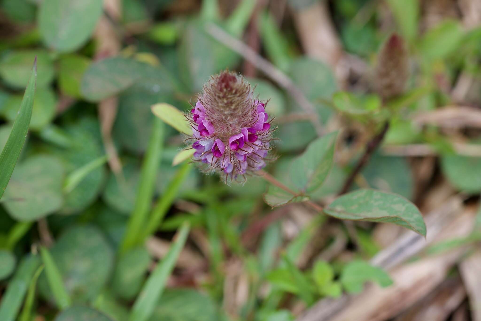 Image of Uraria lagopodioides DC.