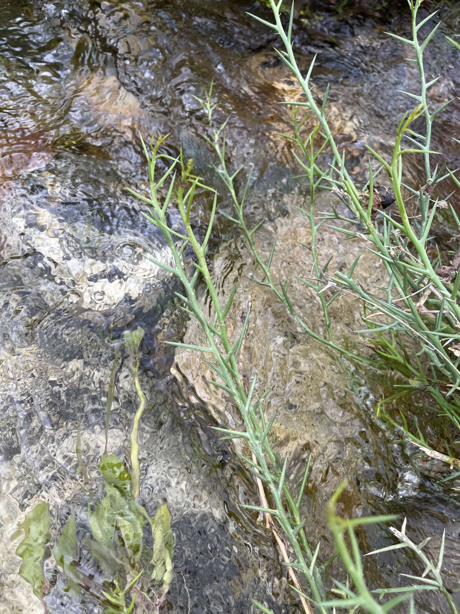 Plancia ëd Chloracantha spinosissima (Brandegee) Nesom