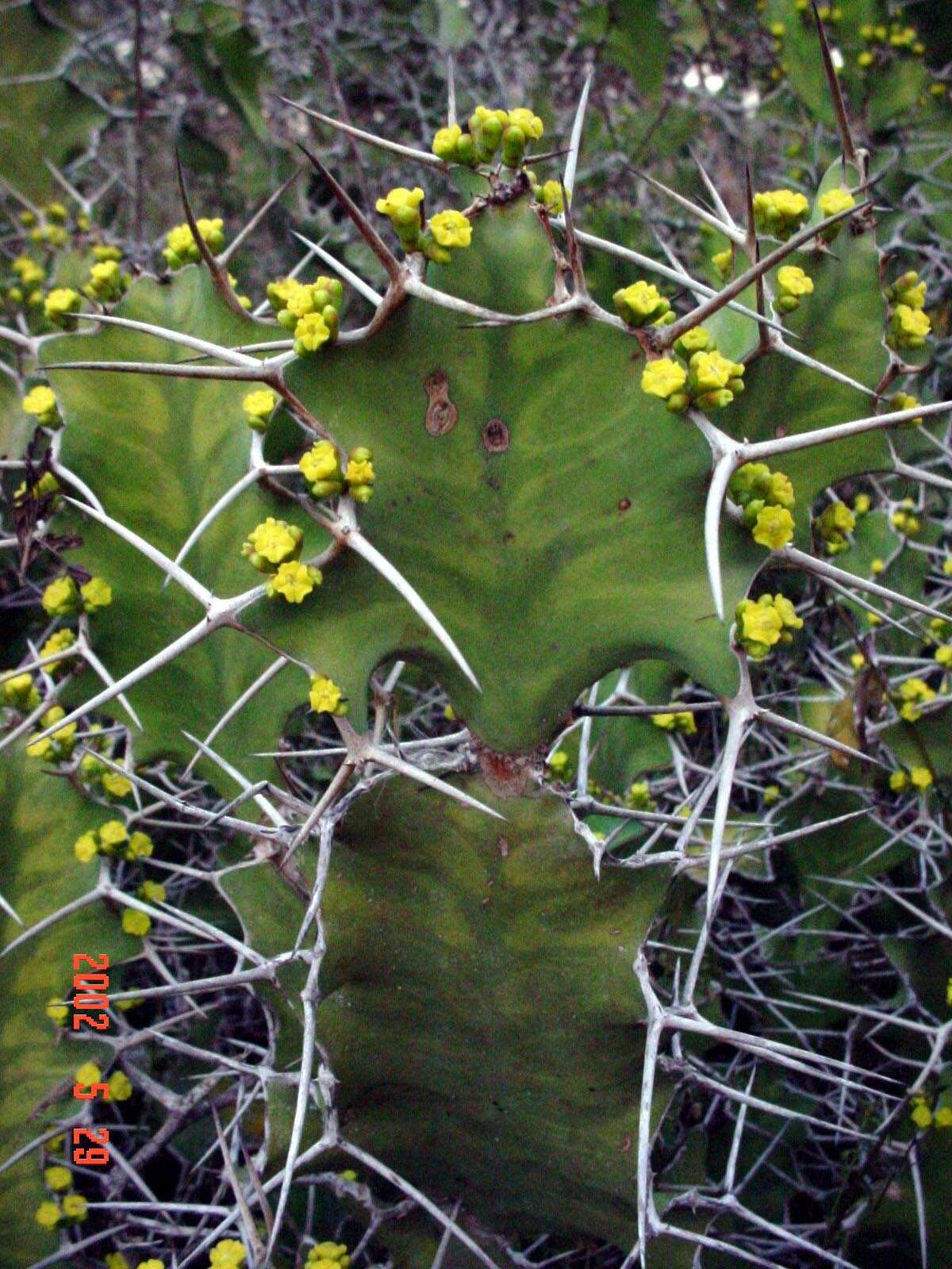 Euphorbia grandicornis Blanc resmi