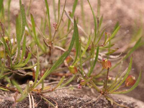 Plancia ëd Centella graminifolia Adamson