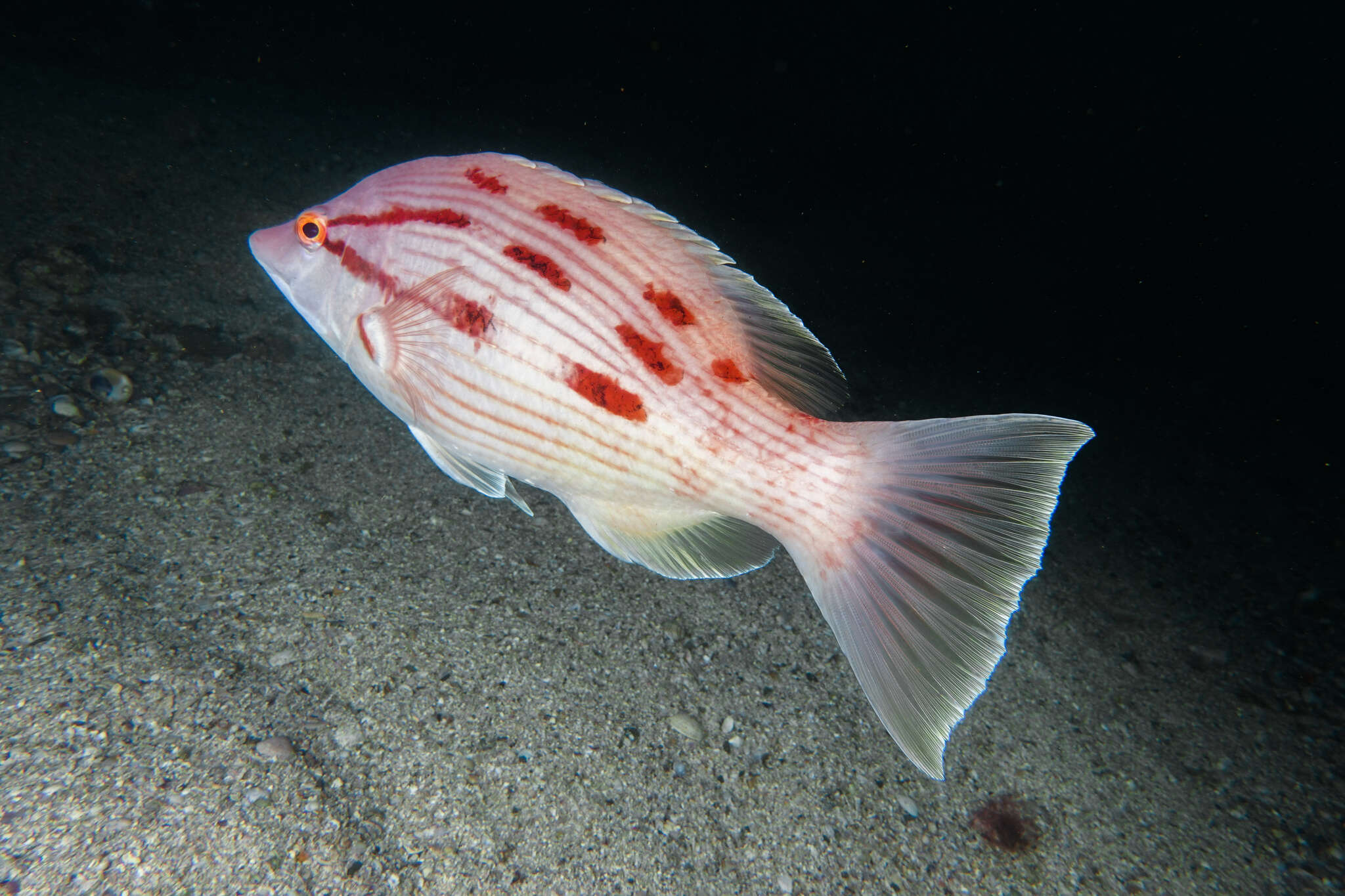 Bodianus unimaculatus (Günther 1862) resmi