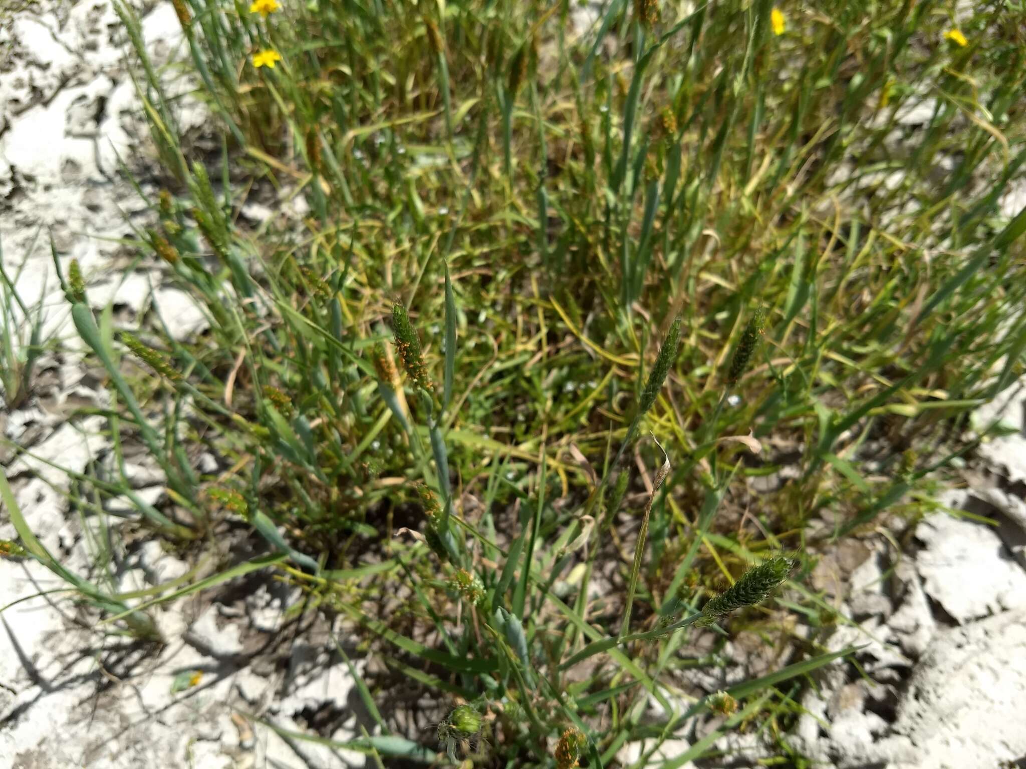 Image of Pacific foxtail