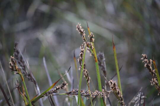 Image of Lepidosperma viscidum R. Br.