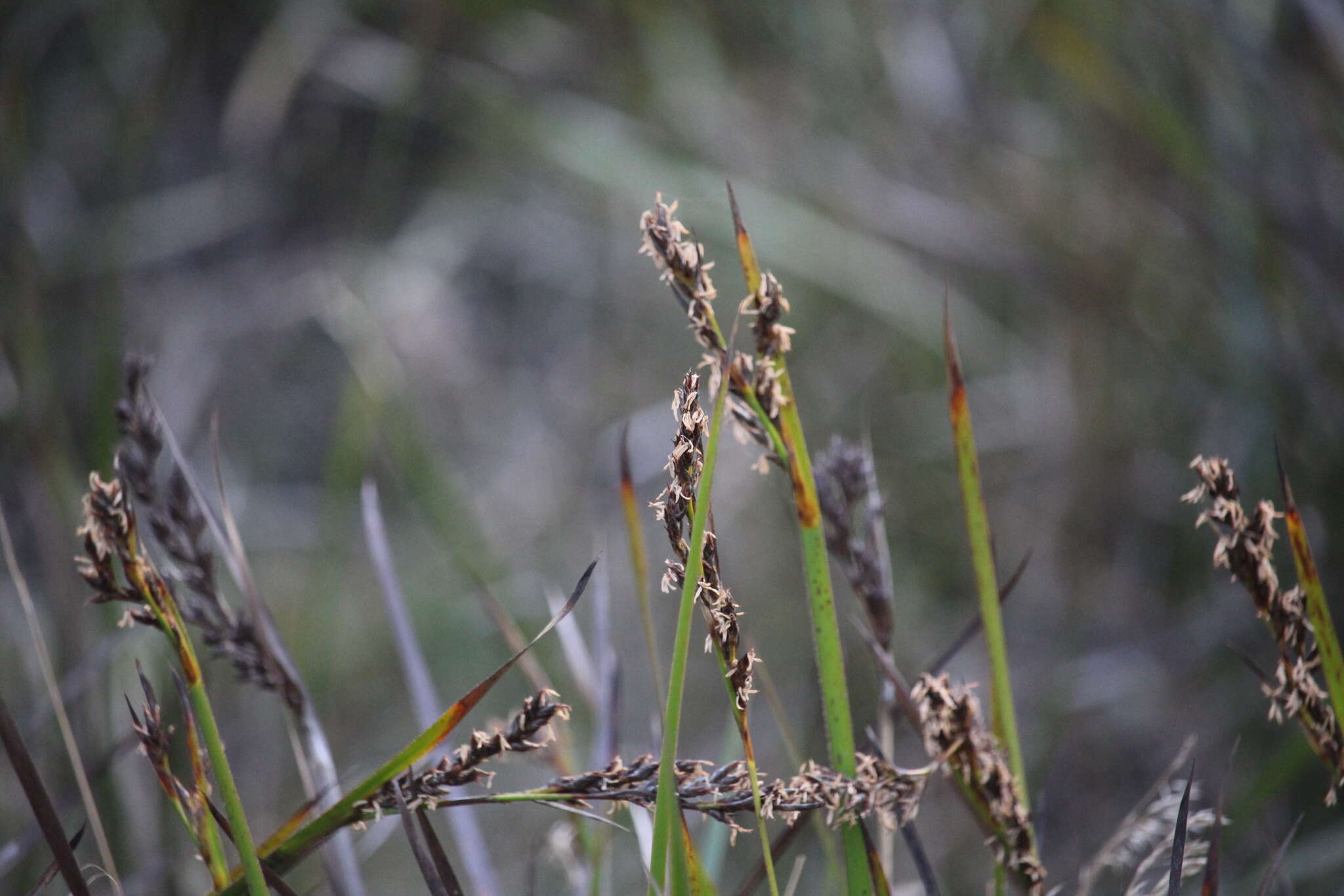 Image of Lepidosperma viscidum R. Br.