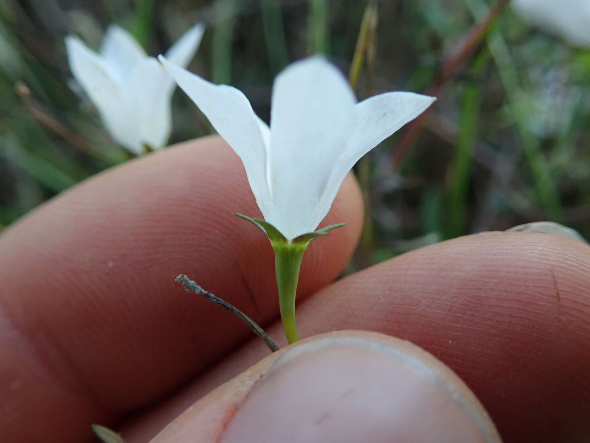 Wahlenbergia akaroa J. A. Petterson resmi