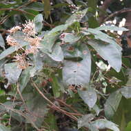 Слика од Ixora timorensis Decne.