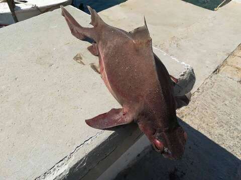 Image of rough sharks