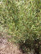 Image of Red-eyed Wattle