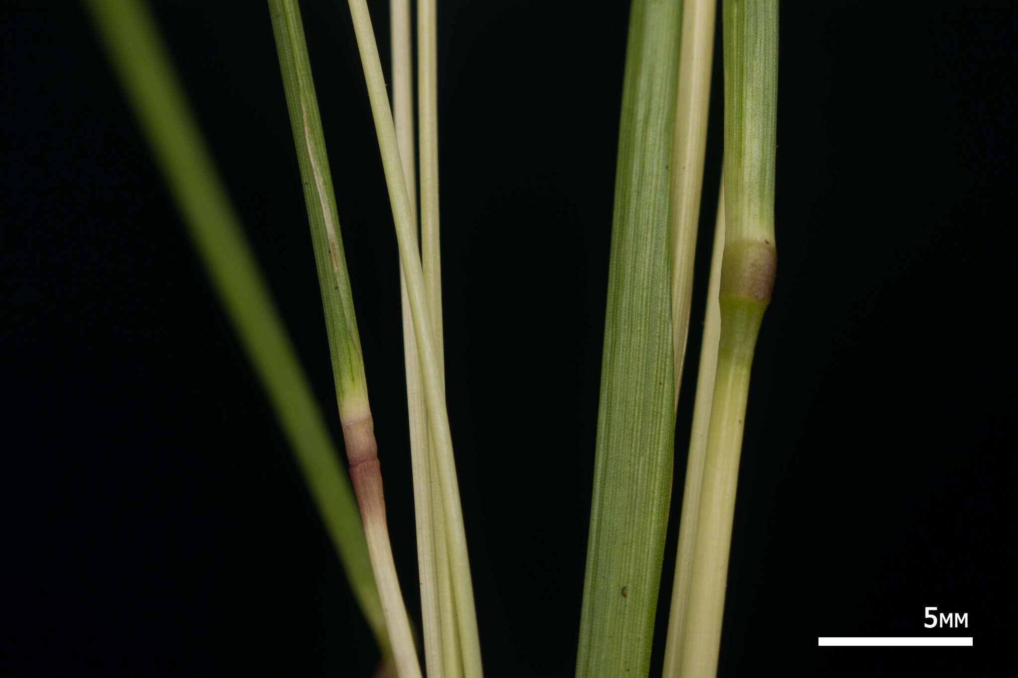 Image of pitted beardgrass