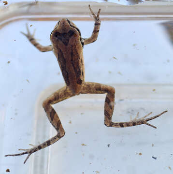 Image of Ornate Chorus Frog