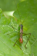 Image of Conocephalus (Anisoptera) ictus (Scudder & S. H. 1875)