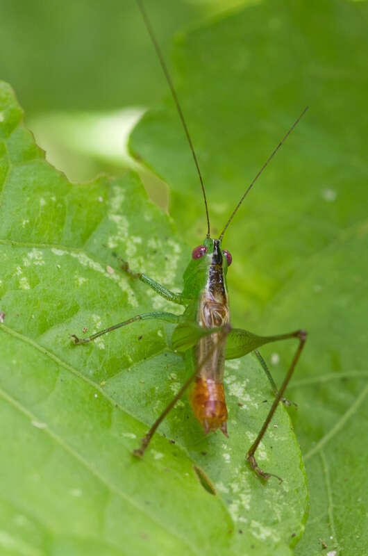 Image of Conocephalus (Anisoptera) ictus (Scudder & S. H. 1875)