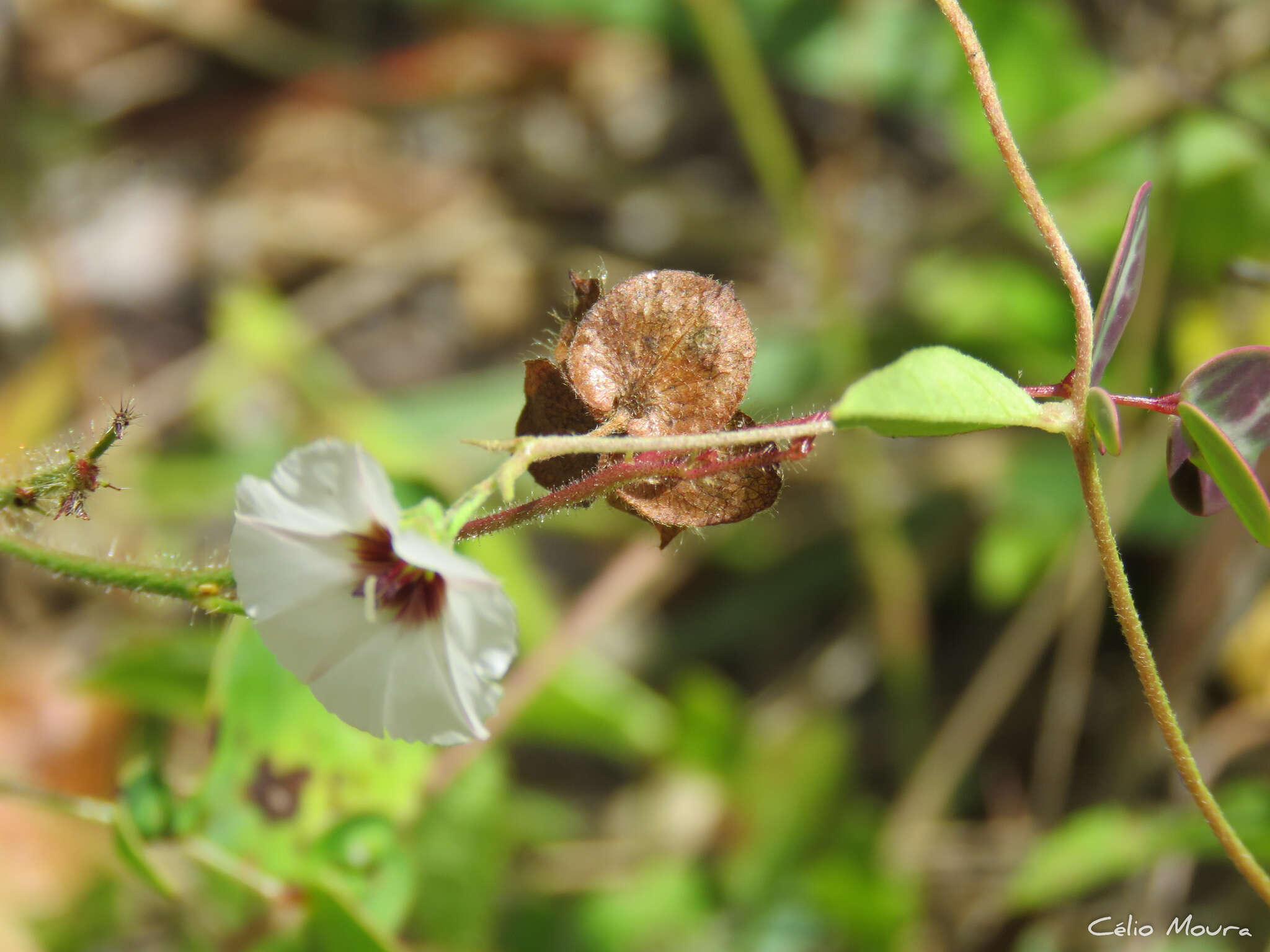 Image of Jacquemontia gracillima (Choisy) Hall. fil.