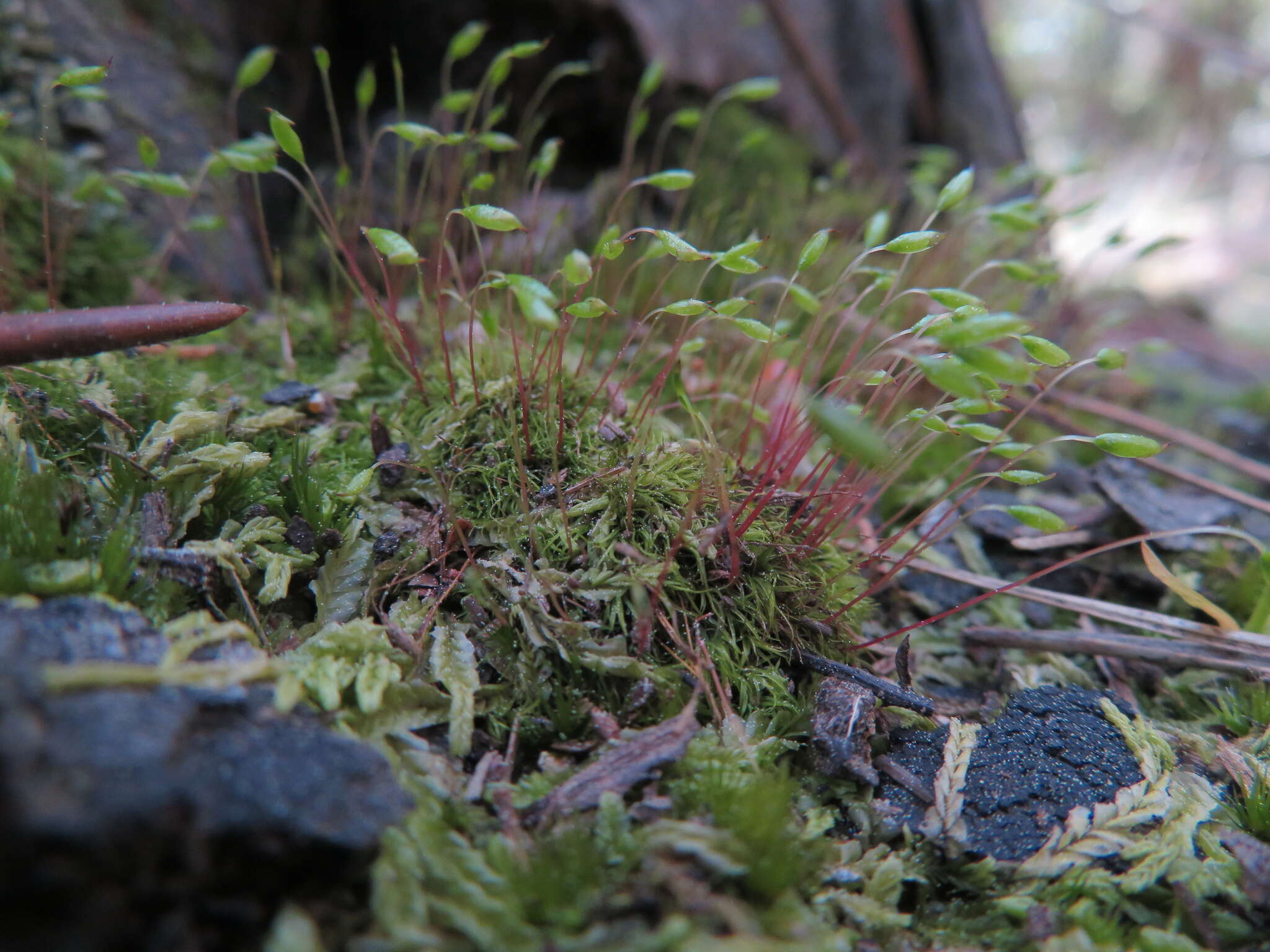 Image of orthodontium moss