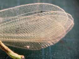 Image of Apochrysa matsumurae Okamoto 1912