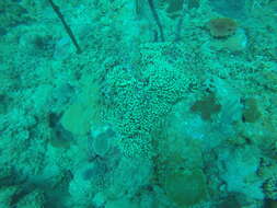 Image of Yellow Pencil Coral