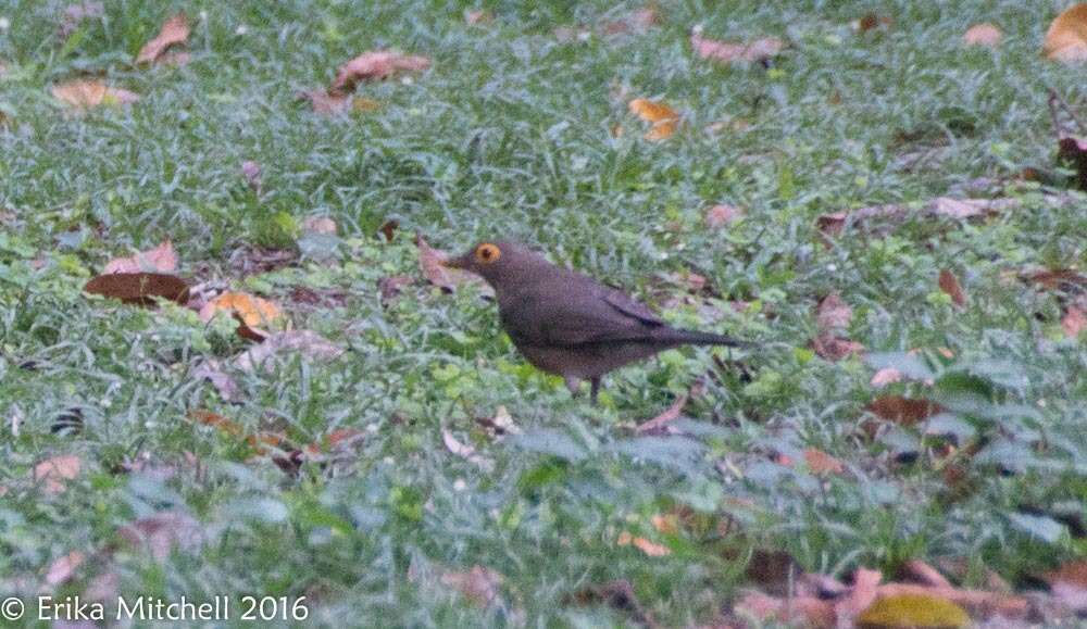 Image of Spectacled Thrush