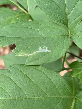 Image of Boxelder Leafroller Moth